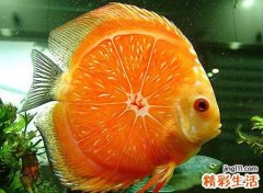 梦见鱼有什么预兆，已婚女人梦见鱼和水