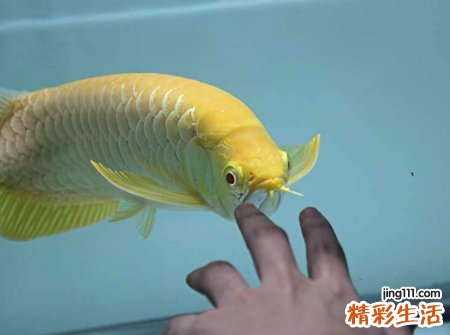 梦见鱼咬手好不好，女人梦见被鱼咬手不放