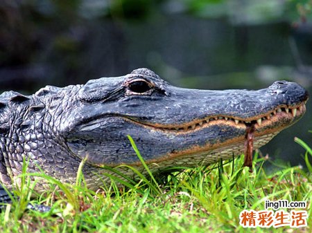 梦见鳄鱼预示什么，做梦梦到鳄鱼会发财吗