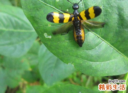 梦见害虫是什么意思，做梦梦到打死害虫