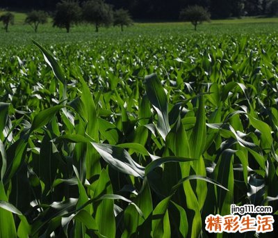 梦见庄稼啥预兆，梦到乌龟在庄稼地里吃害虫