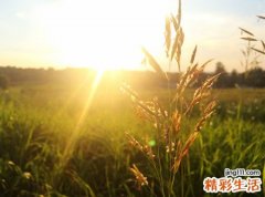 梦见庄稼啥预兆，梦到乌龟在庄稼地里吃害虫