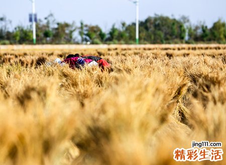 梦见收稻谷预示什么，梦到请人帮忙收稻谷