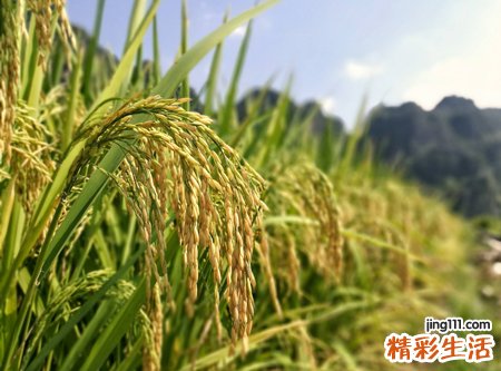 梦见收稻谷预示什么，梦到请人帮忙收稻谷