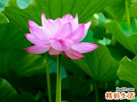 古风文艺微信名，文雅有内涵的微信经典昵称
