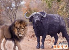 孕妇梦见狮子预示什么，孕妇梦见躲避狮子