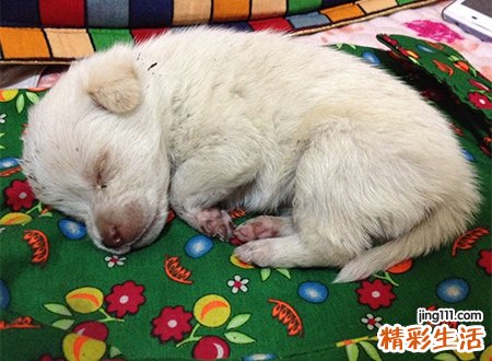梦见狗死了啥意思，做梦梦到养了一个月的小狗死了