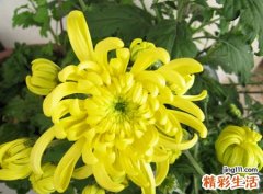 梦见黄菊花好不好，做梦梦到很多漂亮的菊花