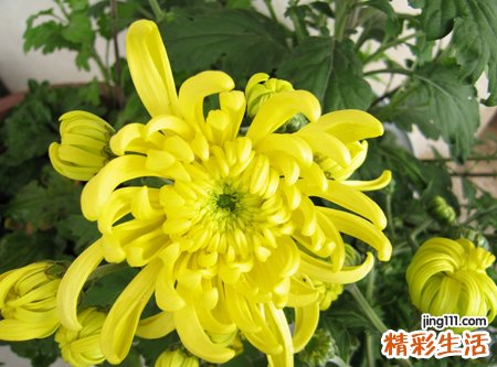 梦见黄菊花好不好，做梦梦到很多漂亮的菊花