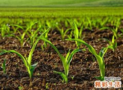 梦见捡钱有什么寓意，做梦梦到在庄稼地里捡了许多钱