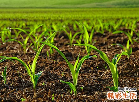 梦见捡钱有什么寓意，做梦梦到在庄稼地里捡了许多钱