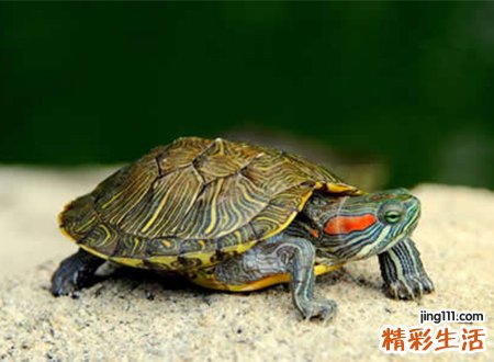 梦见乌龟是好事吗，做梦梦到有人送我乌龟