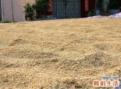 梦见稻谷是好是坏，做梦梦到家里晒了好多稻谷