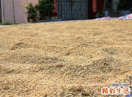 梦见稻谷是好是坏，做梦梦到家里晒了好多稻谷