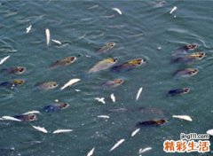 梦见鱼咬人好不好，做梦梦到鱼咬人但没咬到我
