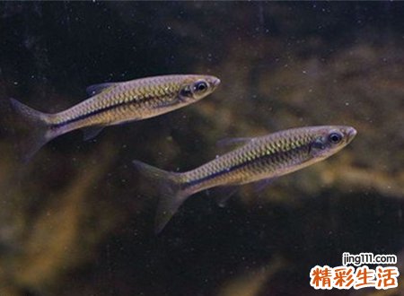 梦见摸鱼啥预兆，做梦梦到在河里摸鱼被鱼咬了