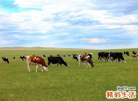 梦见牛群啥预兆，做梦梦到漫山遍野的牛群在吃草