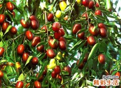 梦见枣子啥意思，做梦梦到在院子里捡了好多大红枣