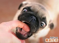 梦见狗咬人有什么预兆，做梦梦到狗咬人后死了