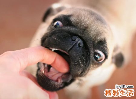 梦见狗咬人有什么预兆，做梦梦到狗咬人后死了