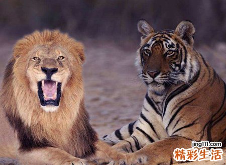梦见狮子老虎好不好，女人梦见狮子和老虎