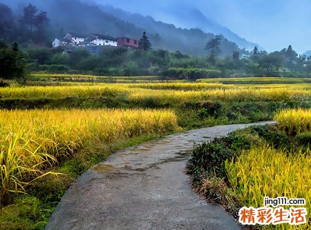 梦见稻谷代表什么，做梦梦到自家稻谷大丰收