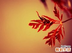 独守空城待佳人的思念网名，不想放弃旧爱的伤感昵称