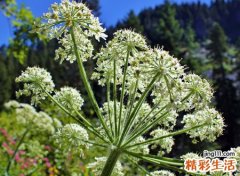 关于三生三世的网名