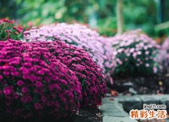 不相信爱情的霸气微信网名