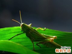梦见蚂蝗怎么回事，做梦梦到手里抓蚂蟥被吸血