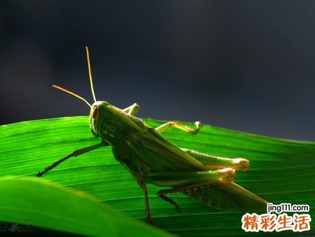 梦见蚂蝗怎么回事，做梦梦到手里抓蚂蟥被吸血