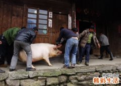 梦见杀猪好不好，做梦梦到家里杀猪