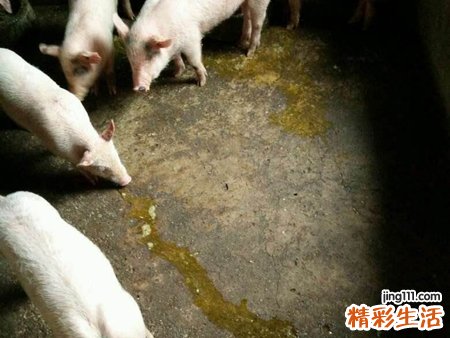 孕妇梦见杀猪好吗，孕妇梦见老公杀猪