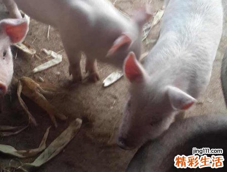 梦见自己杀猪好吗，做梦梦到杀猪好不好