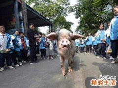 梦见别人杀猪有什么寓意，做梦梦到杀好的又白又大的肥猪