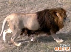梦见被狮子追预示什么，做梦梦到被狮子追成功逃脱