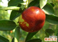 梦见枣子好吗，做梦梦到从树上摘枣吃