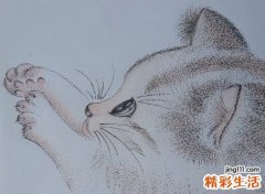梦见被猫追好不好，女人梦见被猫追着跑