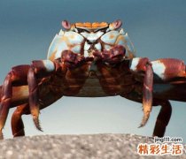 梦见螃蟹是好事吗，做梦梦到用螃蟹抬死人