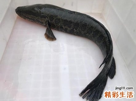 女人梦见黑鱼是胎梦吗，孕妇梦见巨大的黑鱼