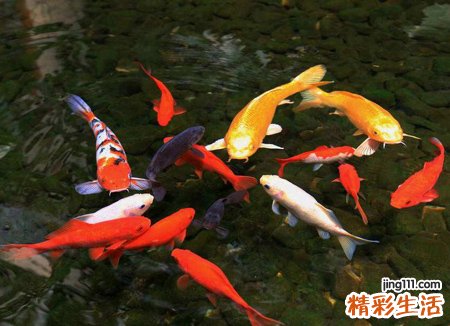 孕妇梦见好多鱼在池塘里畅游是什么意思