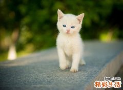 梦见很多人追杀猫，梦到自己残忍的杀死猫