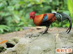 梦见鸡在一起闲逛，女人梦见好多鸡
