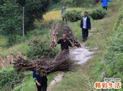 梦见上山采摘千年人参，做梦梦到和别人一起上山