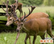 梦见同事代表什么，做梦梦到和已故同事一起放鹿