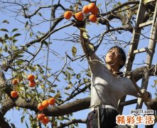 梦见柿子树怎么回事，做梦梦到爬梯子去摘柿子