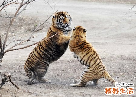 梦见老虎咬我是什么意思，做梦梦到老虎扑咬自己