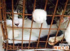 梦见杀猫预示什么，做梦梦到拿刀杀猫