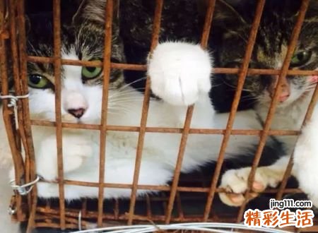 梦见杀猫预示什么，做梦梦到拿刀杀猫