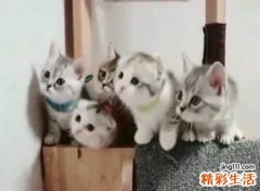 梦见好多猫好不好，做梦梦到很多大小不一的猫